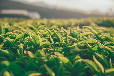 Tea Leaves - Tea Garden